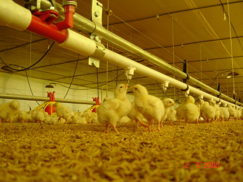 Chickens Farm