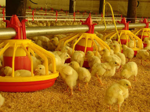 Chickens Farm