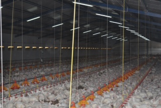 Chickens Farm