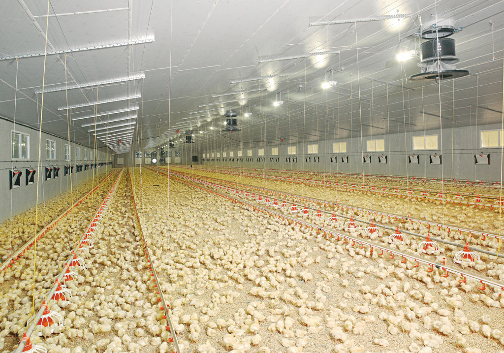 Chickens Farm