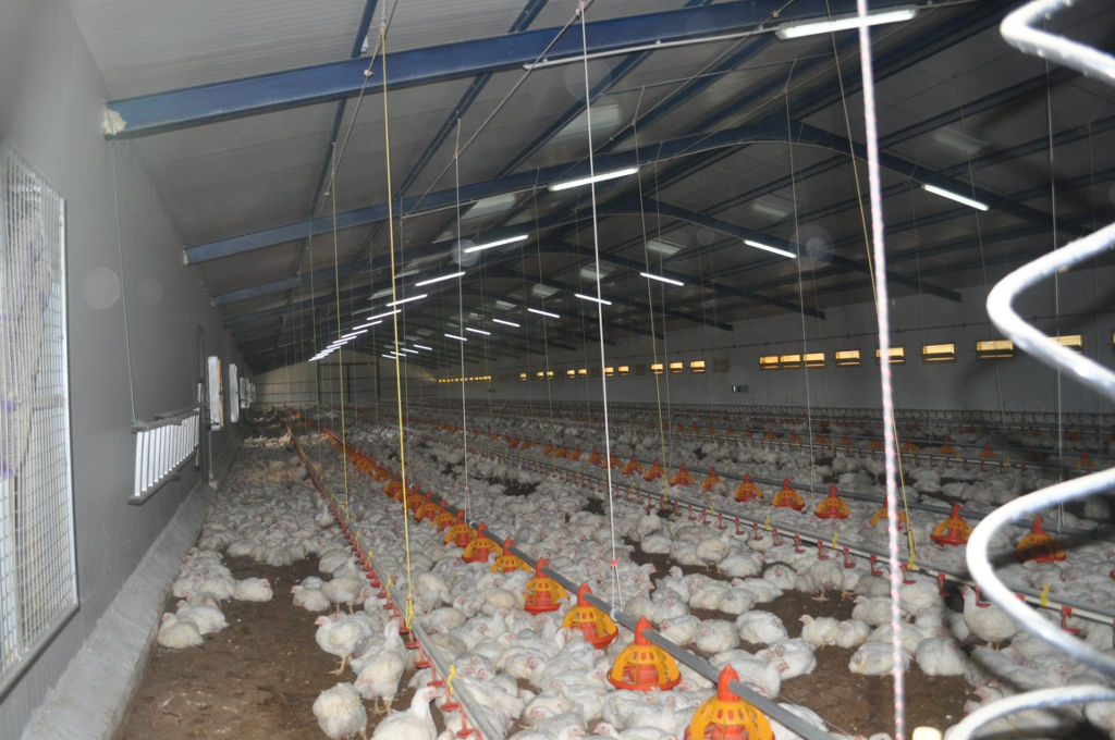 Chickens Farm