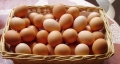 Egg Production