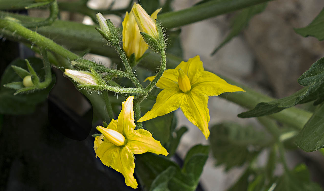 Tomato Flower