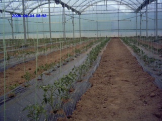 Production of Tomatoes