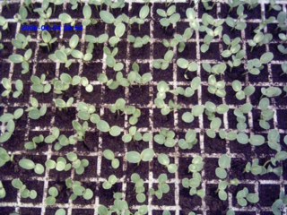 Production of Tomatoes