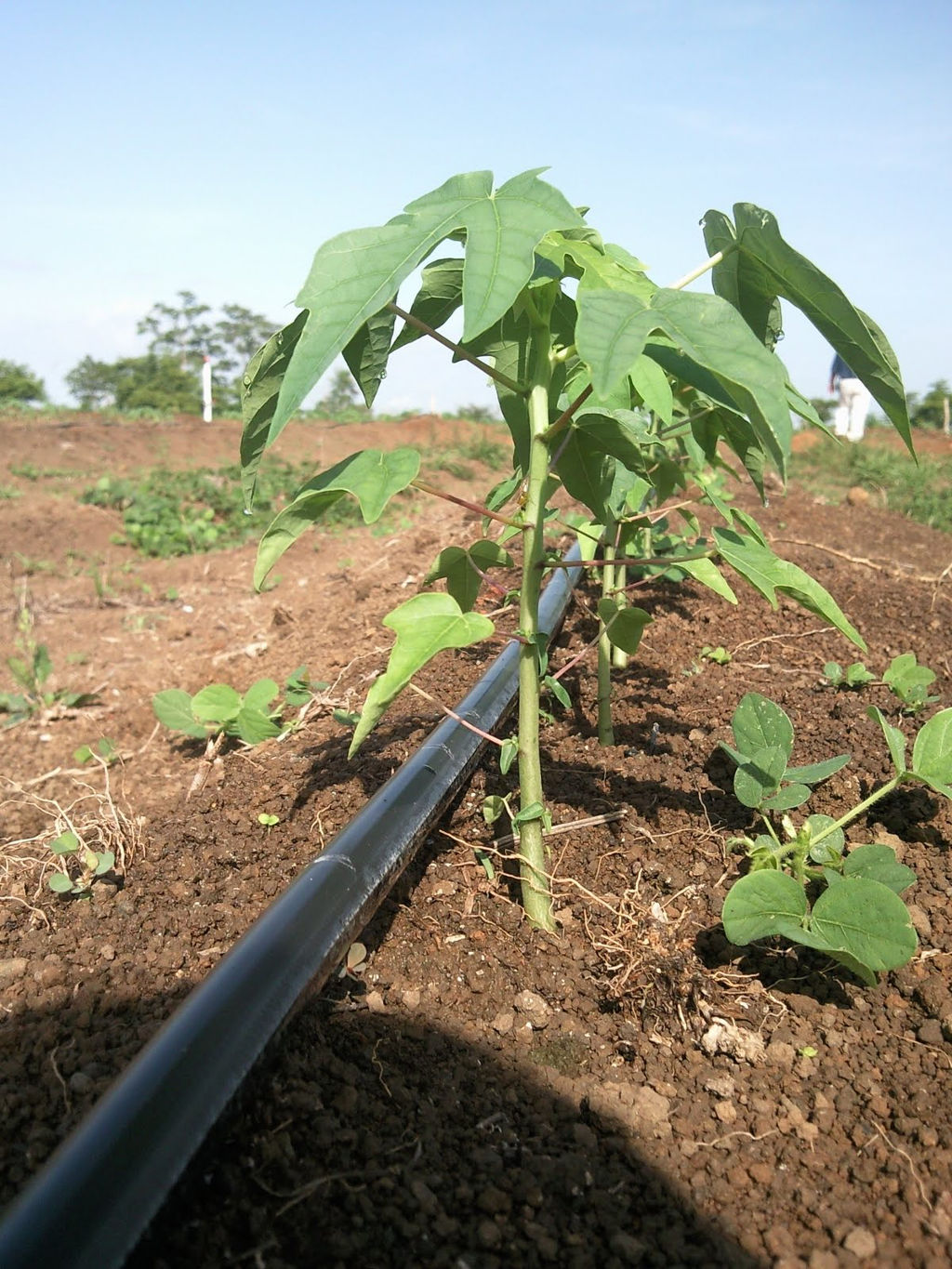 Production of Tomatoes