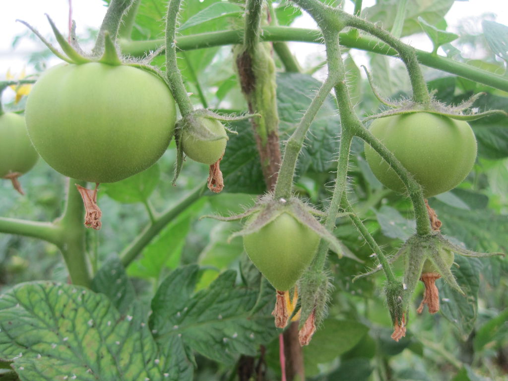 Production of Tomatoes