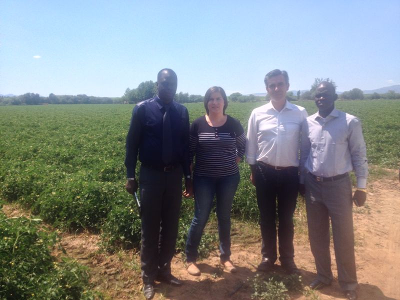 Visit to a Tomatoes Farm