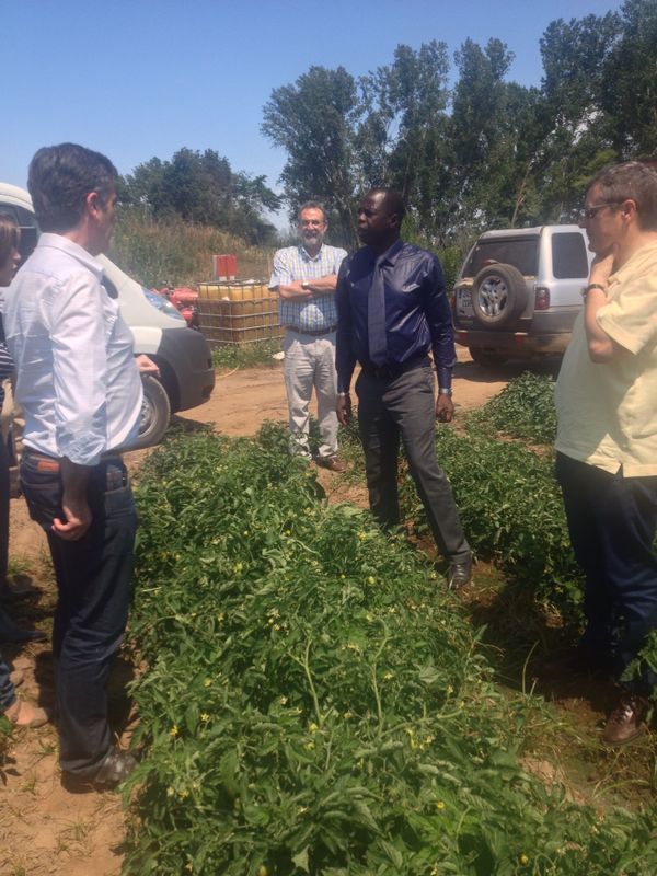 Visit to a Tomatoes Farm