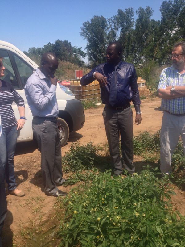 Visit to a Tomatoes Farm