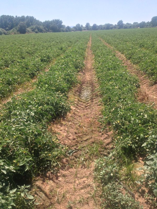 Visit to a Tomatoes Farm