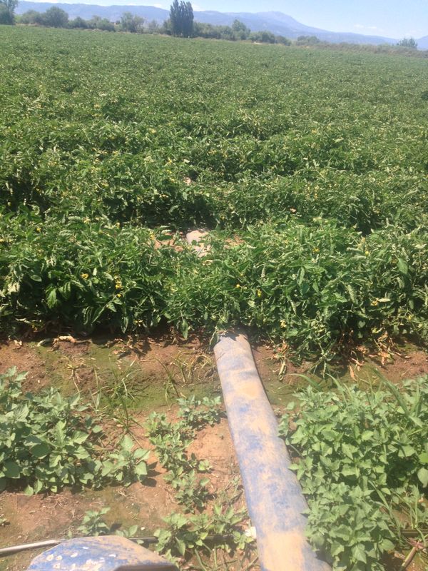 Production of Tomatoes