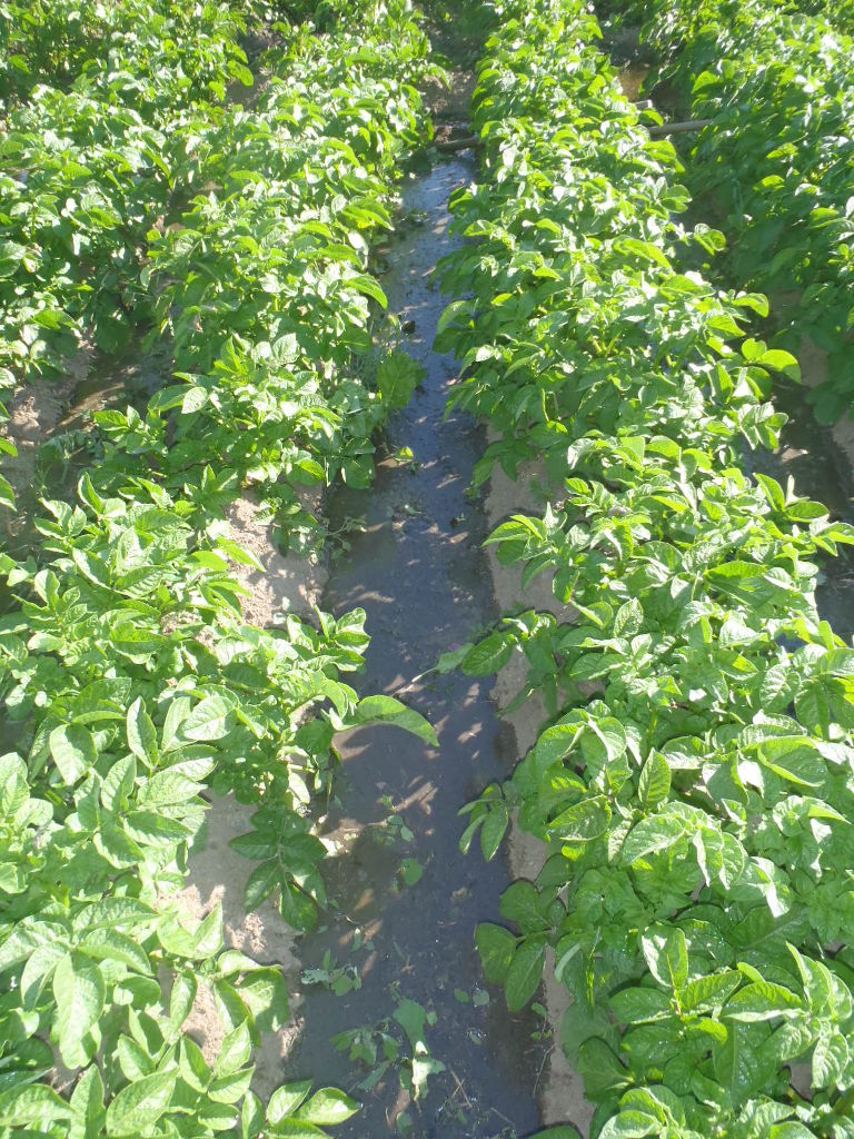 Production of Tomatoes