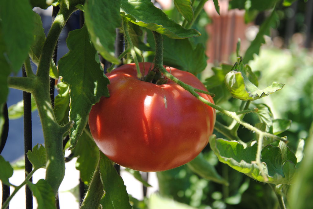 Production of Tomatoes