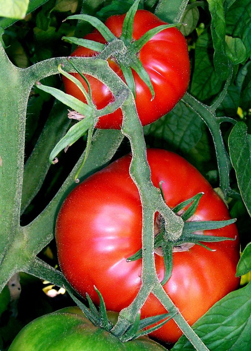 Production of Tomatoes