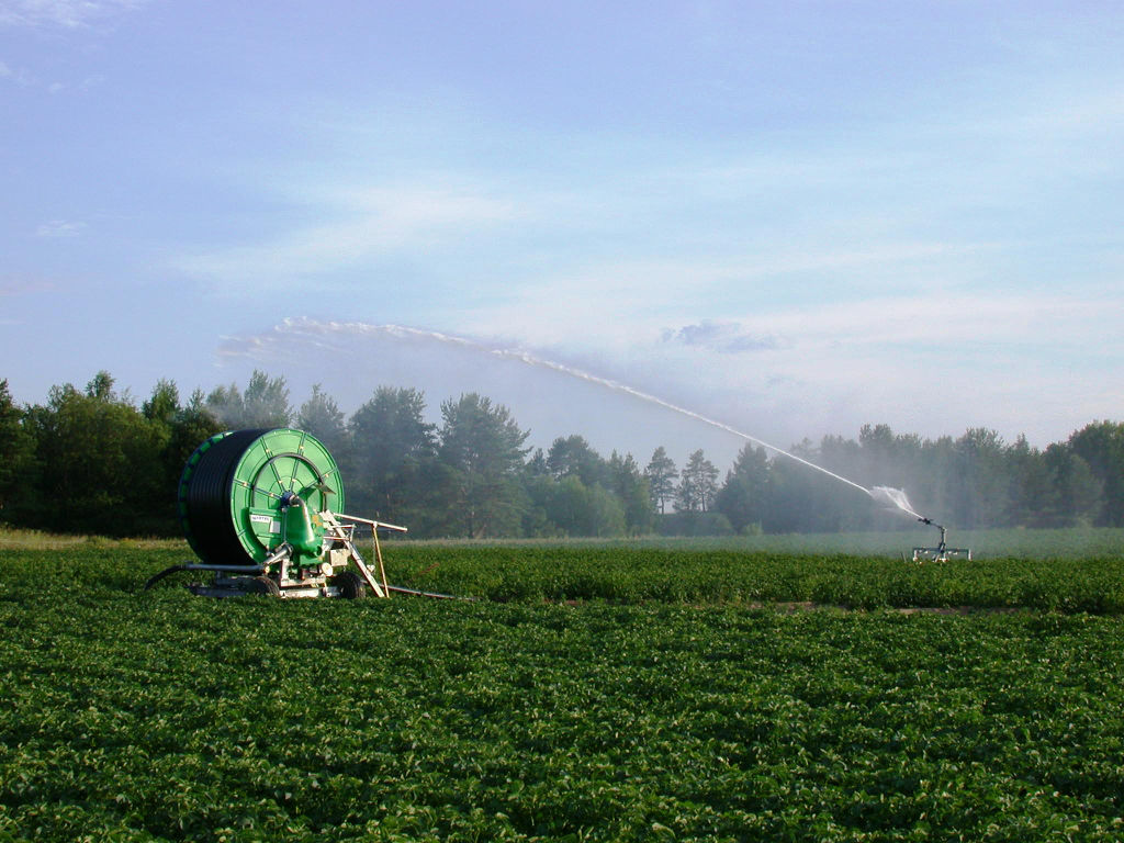 Production of Tomatoes