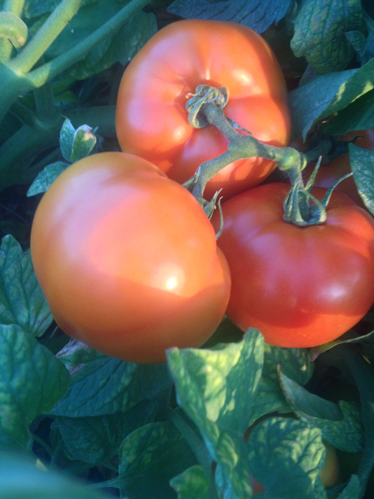 Production of Tomatoes