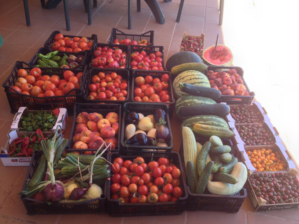 Production of Tomatoes