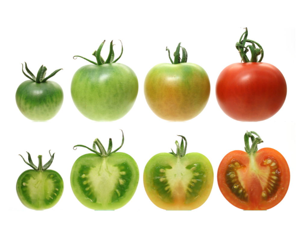 Tomatoes