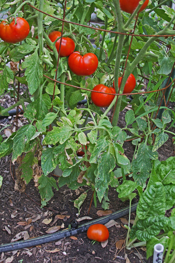 Production of Tomatoes