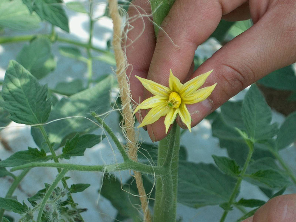 Tomato Flower