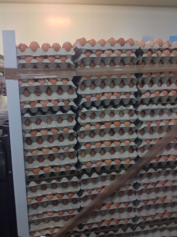 Visit to a Factory of Eggs