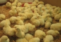 Chickens Farm
