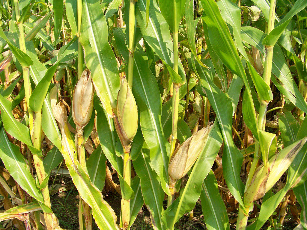 Corn growing