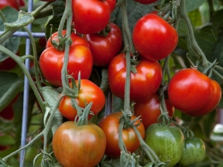 Tomatoes Production