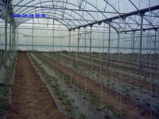Production of Tomatoes