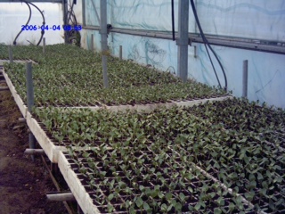 Production of Tomatoes