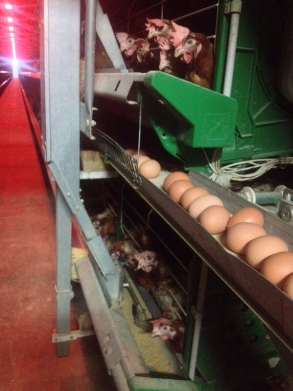 Visit to a Factory of Eggs