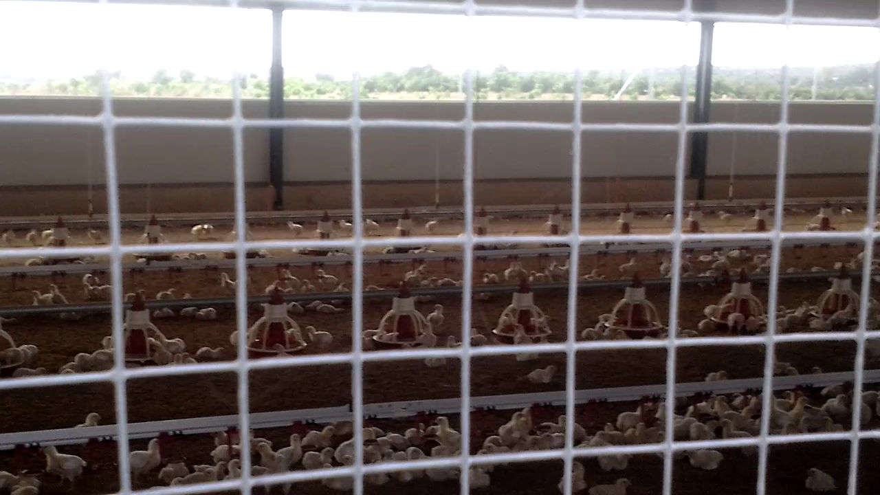 Visit to a Chickens Farm